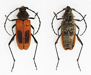 <i>Metaleptus angulatus</i> Species of beetle