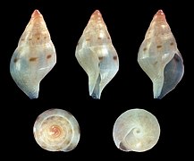 Metanachis laingensis, shell, juvenile