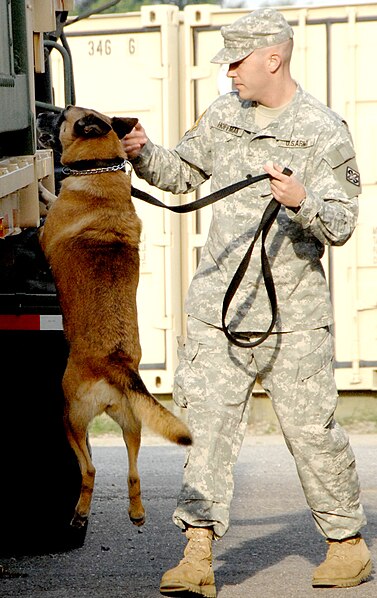 File:Military narcotics dog.jpg