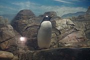 Gentoo penguin