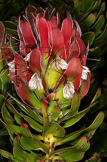 <i>Mimetes fimbriifolius</i> Species of plant in the family Proteacea endemic to the Table Mountain range in South Africa