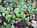 Shade leaves, mixed with large Hedera colchica leaves