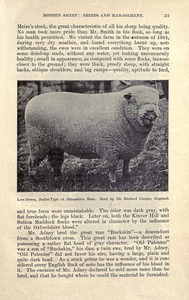 File:Modern sheep, breeds and management (Page 21) BHL21819073.jpg