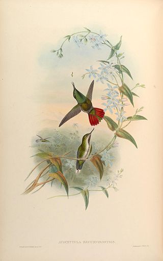 <span class="mw-page-title-main">Fiery-tailed awlbill</span> Species of hummingbird