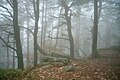 Français : La forêt dans le brouillard