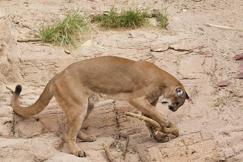 File:Mountain Lion (Puma) - Desert Museum - Tucson -AZ - 2015-10-12at10-24-247 (22066481590).jpg