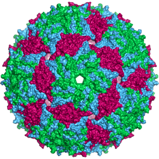 Bacteriophage MS2 species of virus