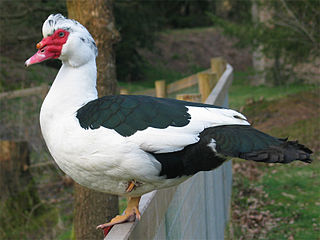 Muscovy duck Species of bird