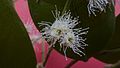 Myrcia hirtiflora DC. - Flickr - Alex Popovkin, Bahia, Brazil (4).jpg