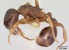 Myrmica lobifrons