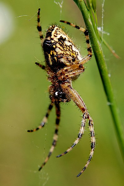 File:NSG Trockenlebensräume – Sieben Berge, Vorberge - Ortsberg - Kreuzspinne (Araneus) (2).jpg