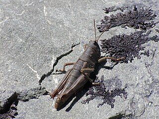 <i>Sigaus villosus</i> species of insect