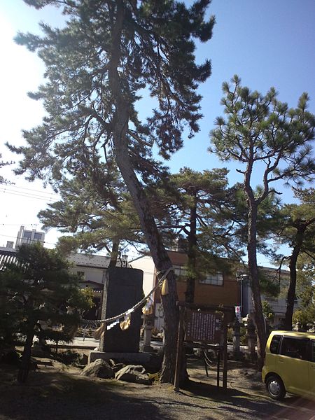 File:Nagahama-hachiman-gû Shrine - Enishi-Matsu.jpg