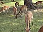 Nara-Park Deer.jpg