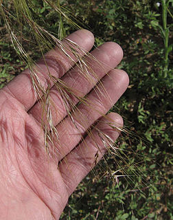 <i>Nassella pulchra</i> species of plant