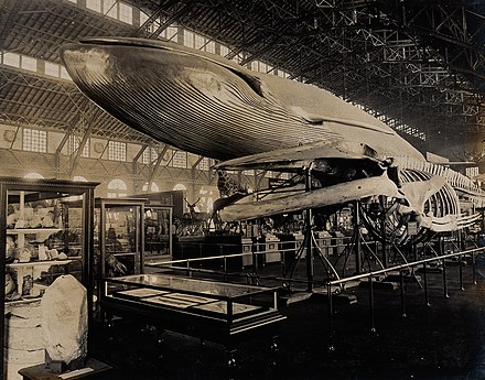 Natural History exhibit at the 1904 World's Fair, St. Louis.