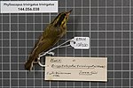 Naturalis Biodiversity Center - RMNH.AVES.138030 1 - Phylloscopus trivirgatus trivirgatus Strickland, 1849 - Sylviidae - bird skin specimen.jpeg