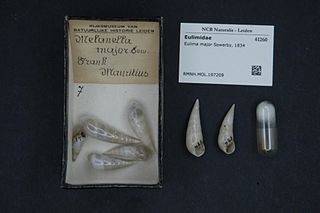 <i>Eulima major</i> Species of gastropod