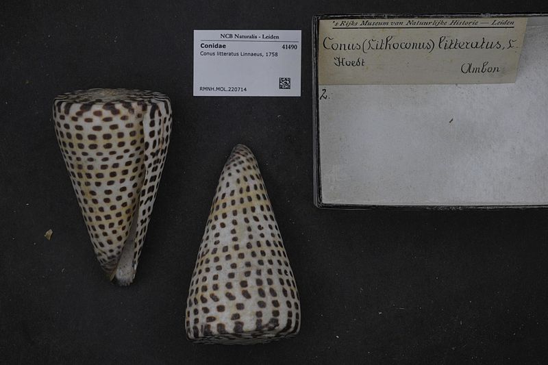 File:Naturalis Biodiversity Center - RMNH.MOL.220714 - Conus litteratus Linnaeus, 1758 - Conidae - Mollusc shell.jpeg