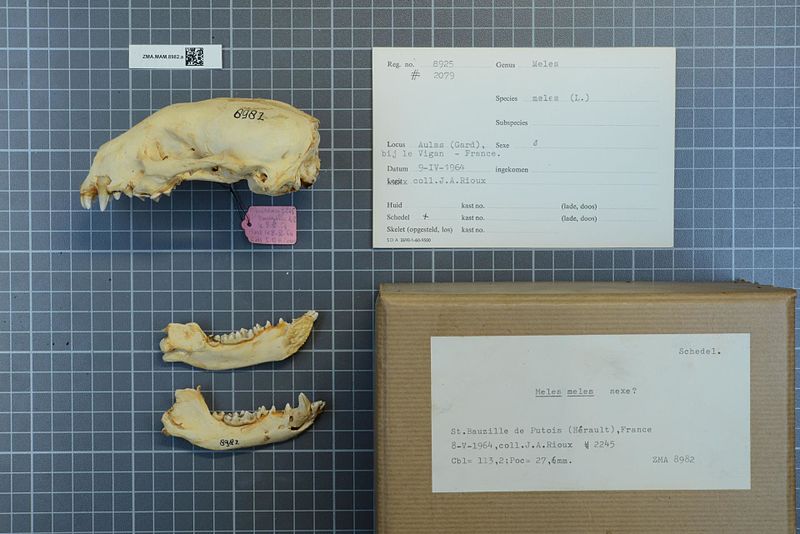 File:Naturalis Biodiversity Center - ZMA.MAM.8982.a lat - Meles meles Linnaeus - skull.jpeg