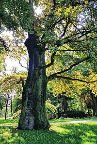 Naturdenkmal 350-jährige Eiche auf dem Platnersberg in Nürnberg 20170825 120016a.jpg