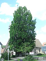 1 pyramidal oak