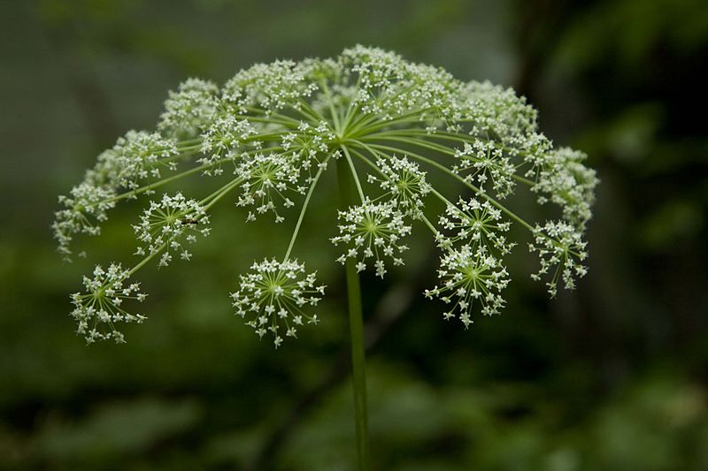 File:Nature's Fireworks! (3794561685).jpg