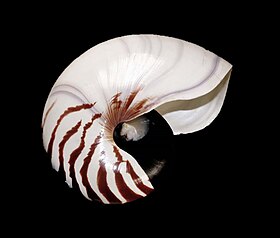 Uma concha de N. pompilius. Segundo o texto que acompanha esta fotografia, as conchas de Nautilus coletadas perto da ilha de Panglao (ao norte do Mar de Bohol), nas Filipinas, e ao sul do Mar de Camotes, a leste de Cebu, têm as mesmas variações incomuns de cor, levemente arroxeadas, e algumas, raramente, exibem linhas roxas profundas.