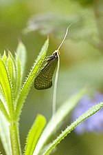Thumbnail for Nematopogon adansoniella