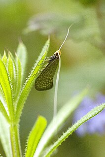 <i>Nematopogon adansoniella</i> species of insect