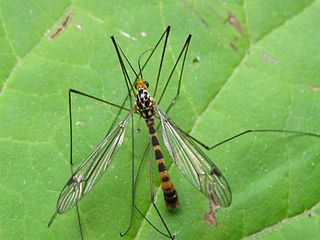 <i>Nephrotoma flavipalpis</i> Species of fly