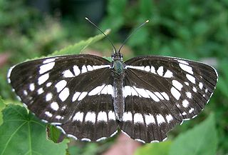 <i>Neptis pryeri</i> Species of butterfly