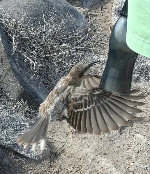 File:Nesomimus macdonaldi -Espanola, Galapagos, Ecuador -flying at a bottle-8.jpg