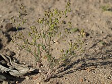 Nevada tansymustard, Descurainia paradisa ssp. nevadensis (15910305726).jpg