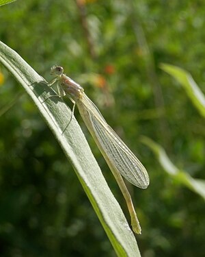 Newly Emerged Pond Damselfly (Coenagrionidae)