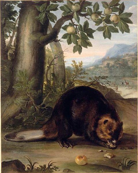 File:Nicasius Bernaerts - A beaver.jpg