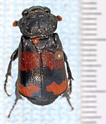 Nicrophorus investigator-o.jpg