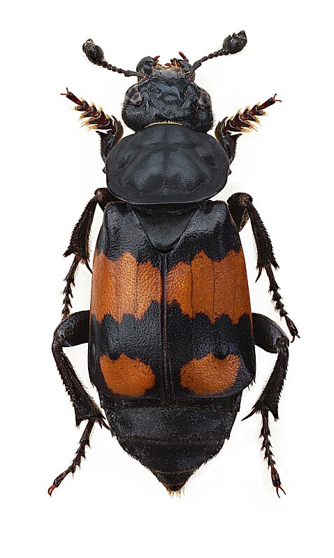 Жук могильщик. Жук мертвоед Nicrophorus. Могильщик-погребатель(Nicrophorus vespilloides). Жук — могильщик, мертвоед. Nicrophorus vespillo- обыкновенный могильщик.