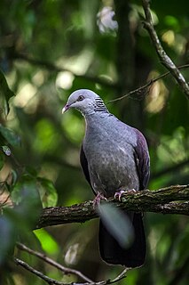 Nilgiri wood pigeon Species of bird