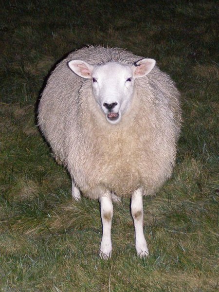 Tập_tin:Nocturnal_sheep,_Avebury_henge_-_geograph.org.uk_-_282069.jpg