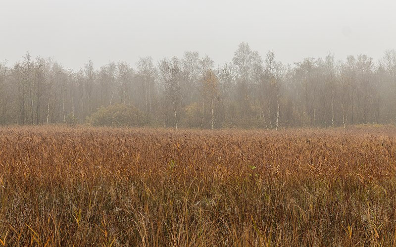 File:Ochtendmist hangt over 'It Wikelslân. Locatie, De Alde Feanen in Friesland 43.jpg