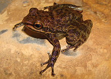 Odontobatrachus smithi female paratype, Guinea.jpg