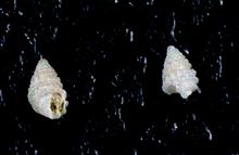 Odostomia aepynota 001.jpg