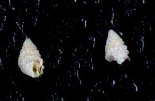 <i>Ividia aepynota</i> species of mollusc