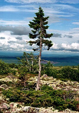 Old Tjikko in 2011