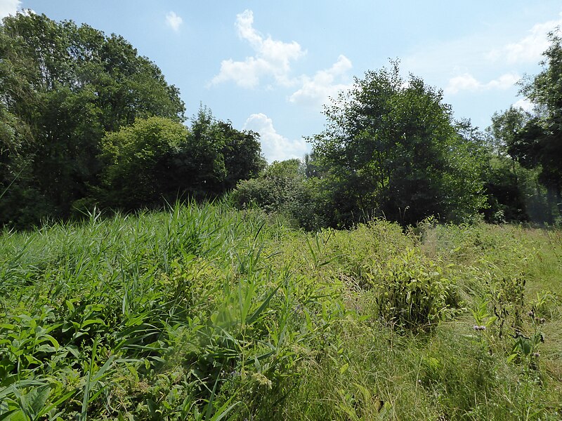 File:Old Buckenham Fen 4.jpg