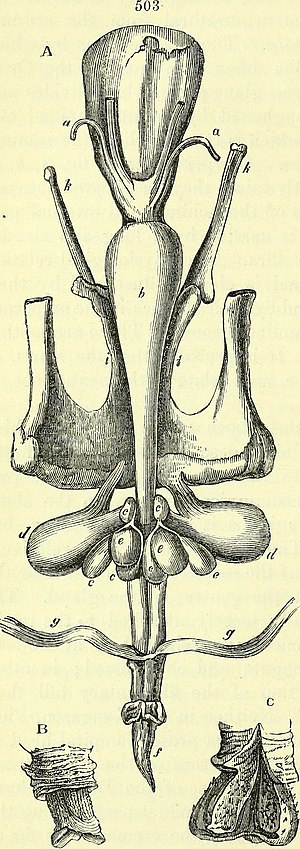 Thumbnail for File:On the anatomy of vertebrates (electronic resource) (1866) (14564321129).jpg