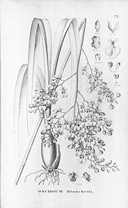 plate 77 Gomesa blanchetii (as syn. Oncidium blanchetii)