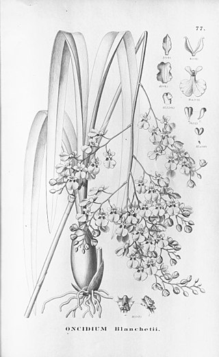 <i>Oncidium blanchetii</i> Species of orchid