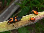 Thumbnail for Large milkweed bug